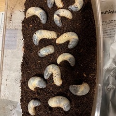 カブトムシ　幼虫　13匹の画像