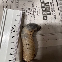 カブトムシ　幼虫　13匹の画像