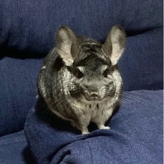 チンチラ　グレー
