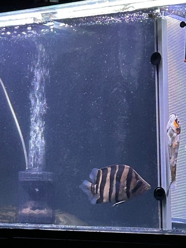 ダトニオ  ポリプエンドリ