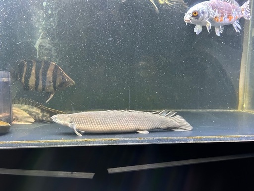 ダトニオ  ポリプエンドリ