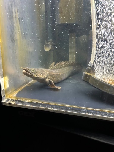ダトニオ  ポリプエンドリ