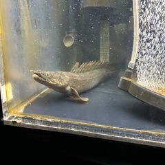 ダトニオ ポリプテルスの画像