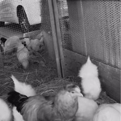 ニワトリのオス🐔