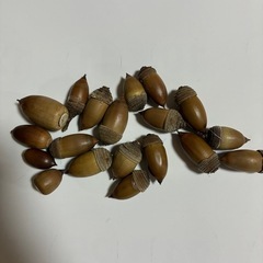沖縄のどんぐり
の画像