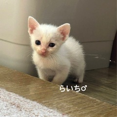 白猫さんと黒猫さんはいかが？