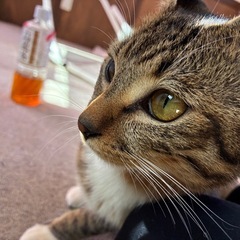 キジシロオス。生後半年程。猫好きにはたまらない驚く程の抱っ…