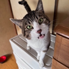 猫譲ります