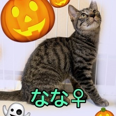 🎃緊急‼️臨時開催‼️🐈‍⬛１０月４日(土)ウィズマル動物…