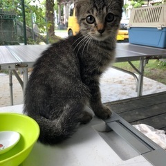 やんちゃなキジトラ🐾２ヶ月くらい⁉️