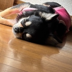 犬