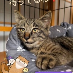 🎃緊急‼️臨時開催‼️🐈‍⬛１０月４日(土)ウィズマル動物…