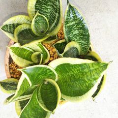 サンスベリアの画像