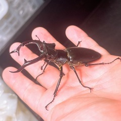 【即ブリ】アクベシアヌスミヤマクワガタ ペアの画像