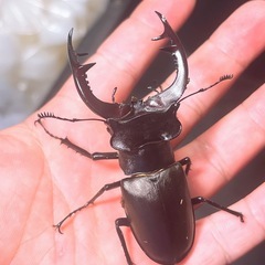【即ブリ】アクベシアヌスミヤマクワガタ ペアの画像