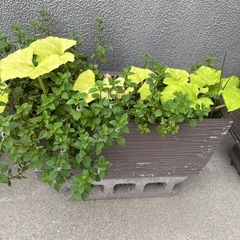 がーでにんぐ(決まりました❣️))ガーデニングの画像