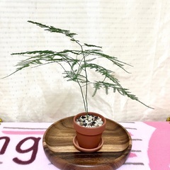 【夢物語工房】アスパラガス・プルモーサス・ナナスの画像