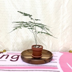 【夢物語工房】アスパラガス・プルモーサス・ナナスの画像