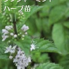 がーでにんぐ(決まりました❣️))ガーデニングの画像