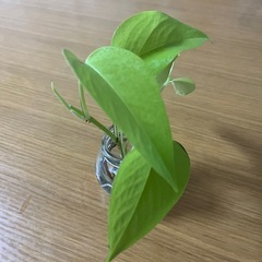 ライムポトス瓶付きの画像