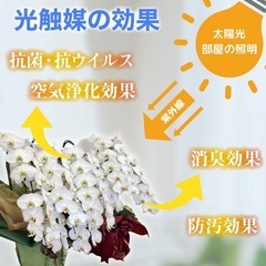 光触媒　胡蝶蘭の画像