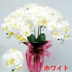 光触媒　胡蝶蘭の画像