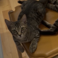 【迷子猫】宇土市古保里町で子猫を探しています