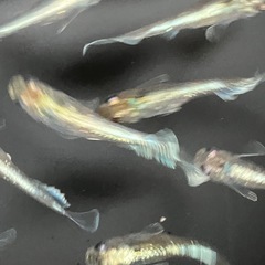 メダカ　エメキン　7匹の画像