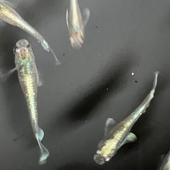 メダカ　エメキン　7匹の画像