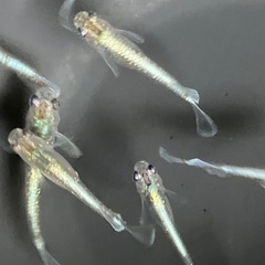 メダカ　エメキン　7匹の画像