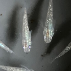 メダカ　シャンパンゴールドラメ　10匹の画像
