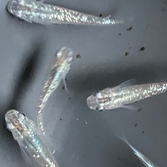 メダカ　シャンパンゴールドラメ　10匹の画像