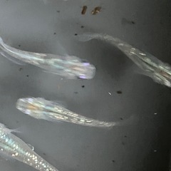 メダカ　シャンパンゴールドラメ　10匹の画像