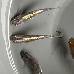 メダカ　琥珀ラメ　10匹の画像