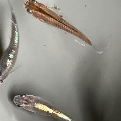 メダカ　琥珀ラメ　10匹の画像