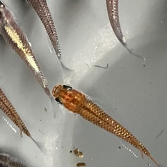 メダカ　琥珀ラメ　10匹の画像