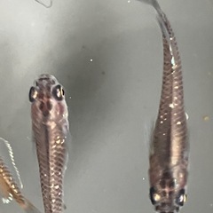 メダカ　琥珀ラメ　10匹の画像