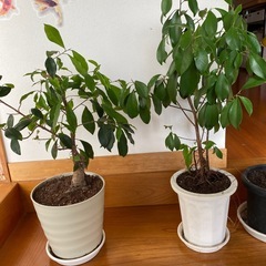 観葉植物　3点の画像