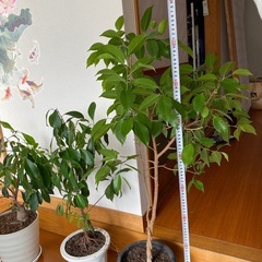 観葉植物　3点の画像