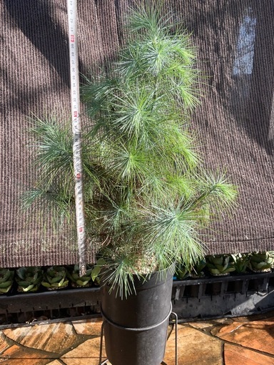 屋外越冬できます　マルチネス　ピニョン松