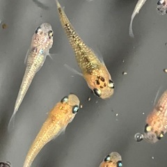 メダカ　夜桜（サファ王系）　10匹の画像