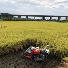 天日干し　100%新米　おだがけ　コシヒカリ　の画像