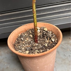 ローゼル苗　花色クリーム色の画像