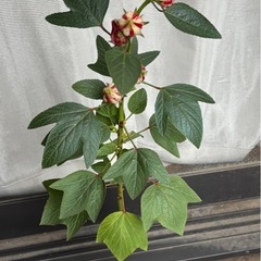 ローゼル苗　花色クリーム色の画像