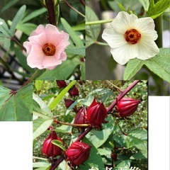 ローゼル苗　花色クリーム色の画像