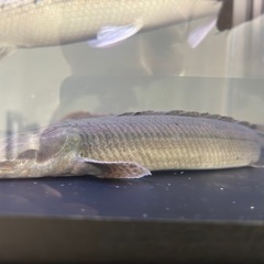 （チャド産🇹🇩）チャドビキ　ビキールビキール　の画像