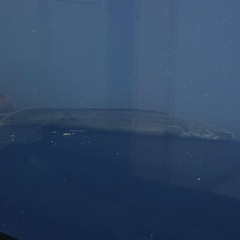 （チャド産🇹🇩）チャドビキ　ビキールビキール　の画像