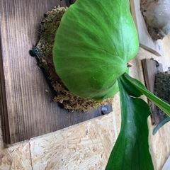 ビカクシダ コロナリウムの画像