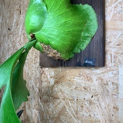 ビカクシダ コロナリウムの画像