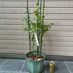 ブルーベリー（サザンハイブッシュ系）ブルーリッジ４年生苗の画像